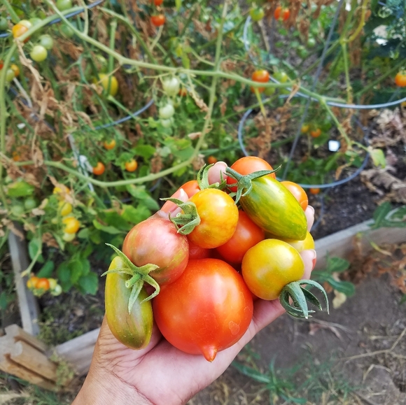 Meet your Posher, Rachel - Picture 3 of 7